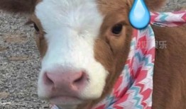 娱乐吃瓜酱的素材,吃瓜酱带你探秘明星幕后故事